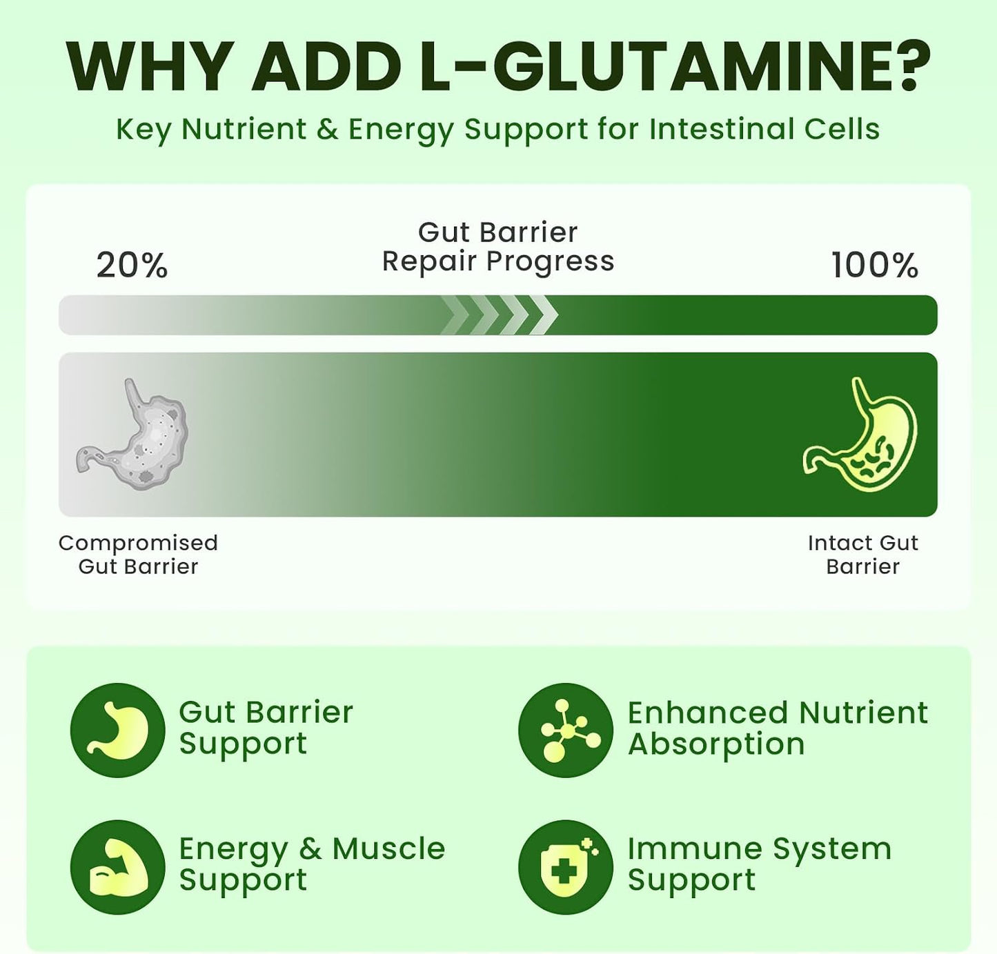 2 Pack Wormwood Black Walnut Drops- Gut Support with L-Glutamine | Gentle Intestinal Cleanse & Digestive Health – with Prebiotics & Zinc for Mood Immune & Energy – Vegan Gluten-Free