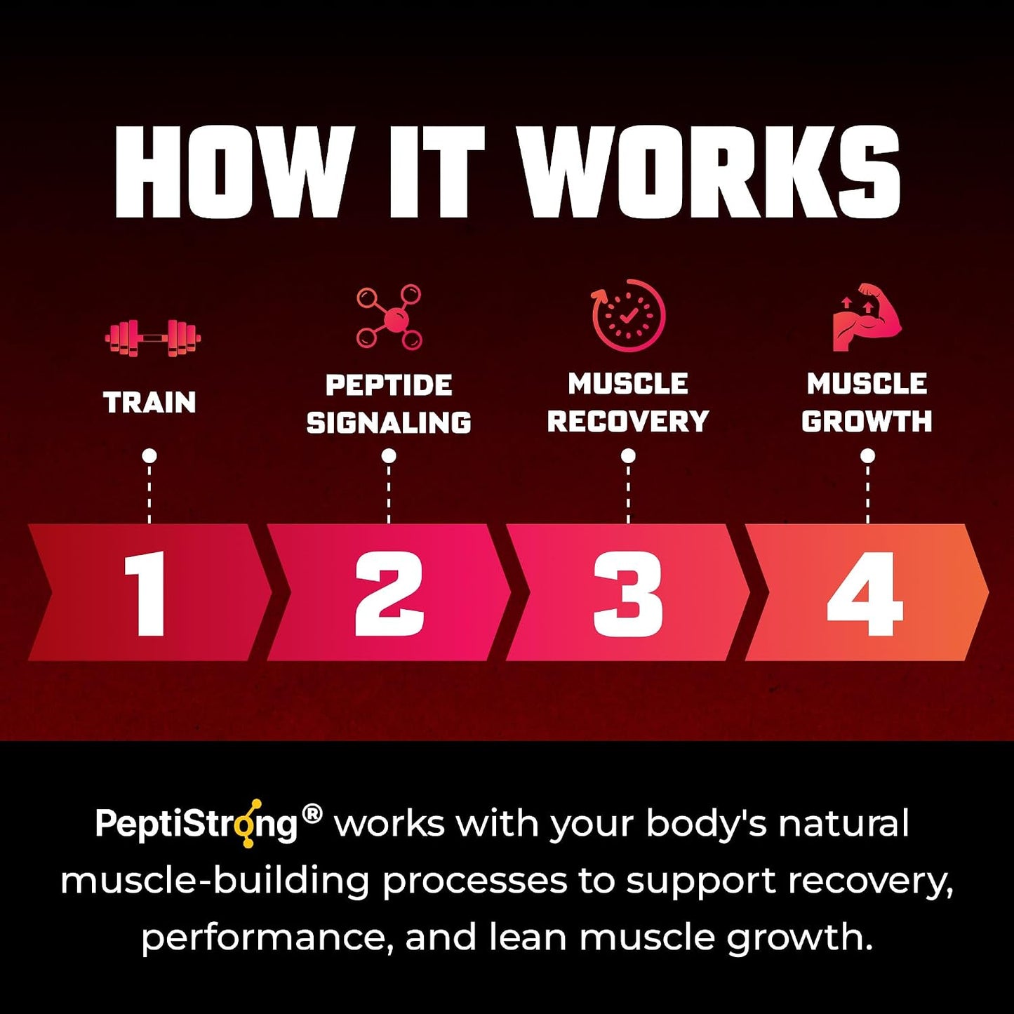 Huge Muscle Growth Peptides, Unique PeptiStrong® Peptide Complex, Clinically Studied, Supports Muscle Protein Synthesis, Strength, Performance & Recovery, Advanced Peptide Technology, 30 Servings