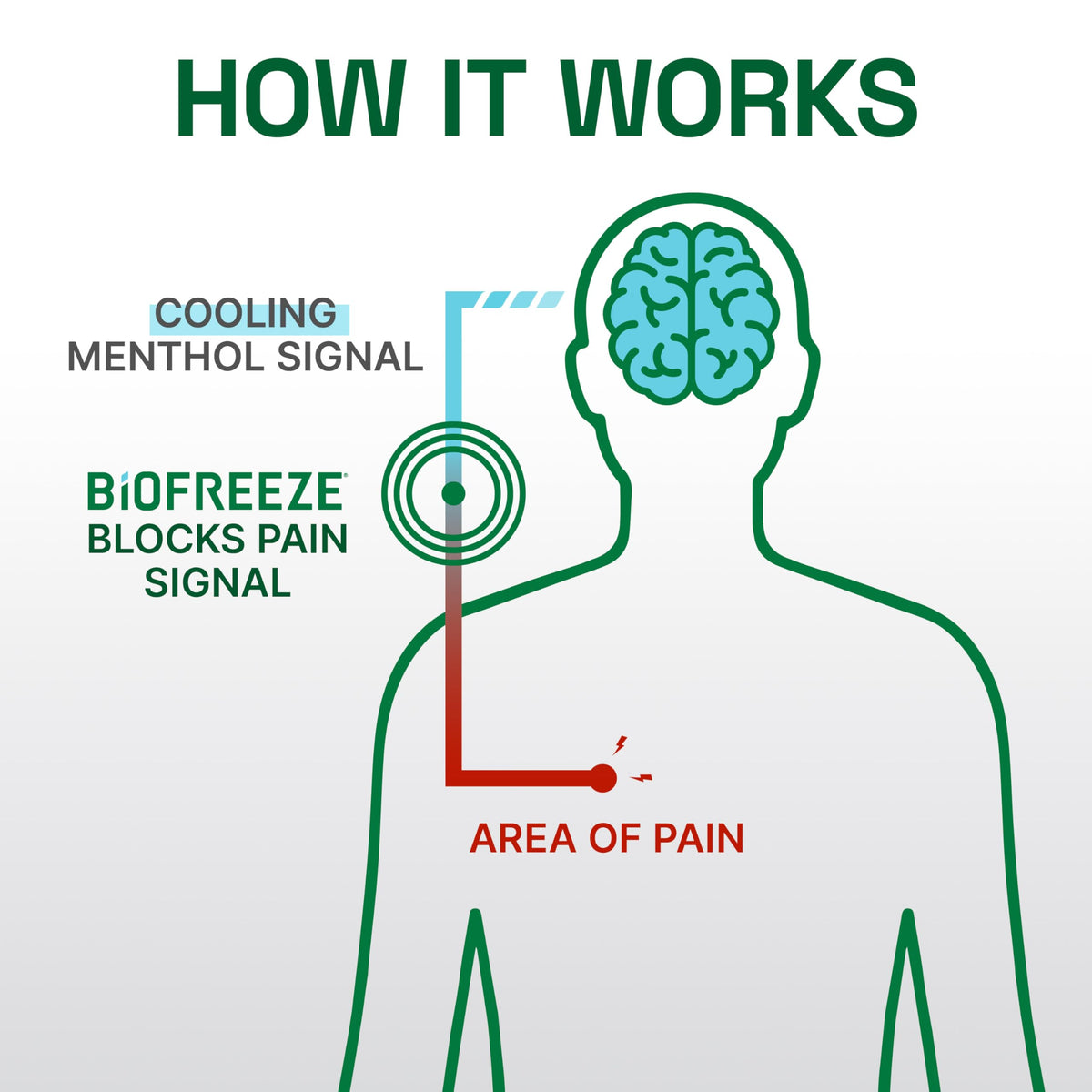 Biofreeze Professional Pain Relief Roll On, Knee & Lower Back Pain Relief, Arthritis Pain Reliever, Neck Pain Relief, Cooling Joint Pain Relief, Roll-On Menthol Gel 3 Fl Oz (Pack of 2) BiofreezeBuy Supplements Australia