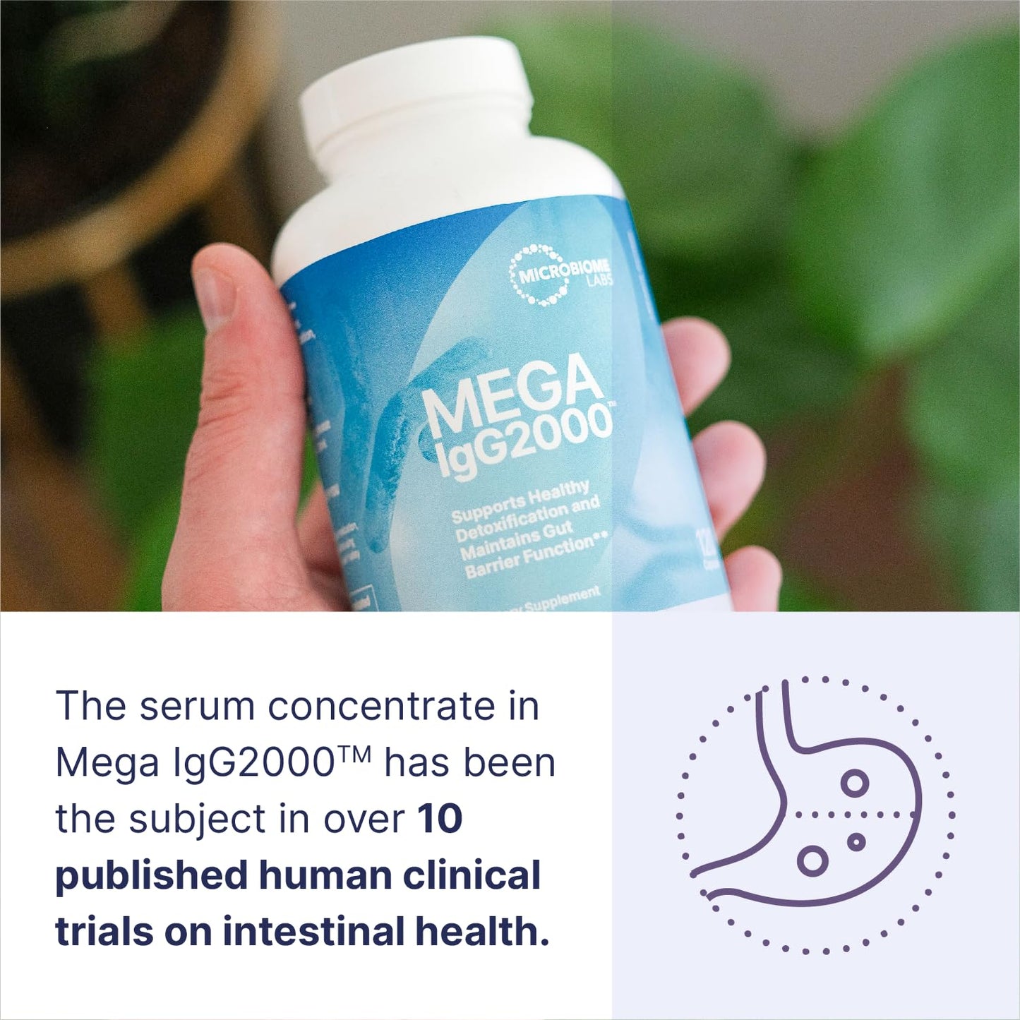 Microbiome Labs Mega IgG2000 Capsules - Dairy Free Bovine Colostrum Supplement Alternative - Immunoglobulin Supplement from Bovine Serum to Support Digestive Health (120 Capsules) Microbiome Labs buy supplements Au