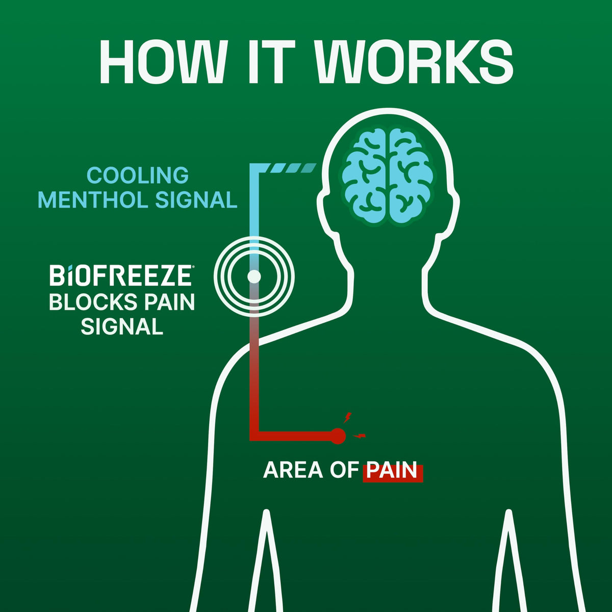 Biofreeze Menthol Pain Relieving Patches (5 Patches Per Box) Up To 8 Hours Of Pain Relief From Sore Muscles, Arthritis, Backaches, Spains, Bruises, Strains And Joint Pain (Package May Vary) BiofreezeBuy Supplements Australia