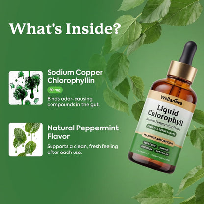 Chlorophyll Liquid Drops from Mulberry Leaf - Natural Peppermint for Detox, Internal Deodorizer and Immune Support - Maximum Absorption - 2 fl oz
