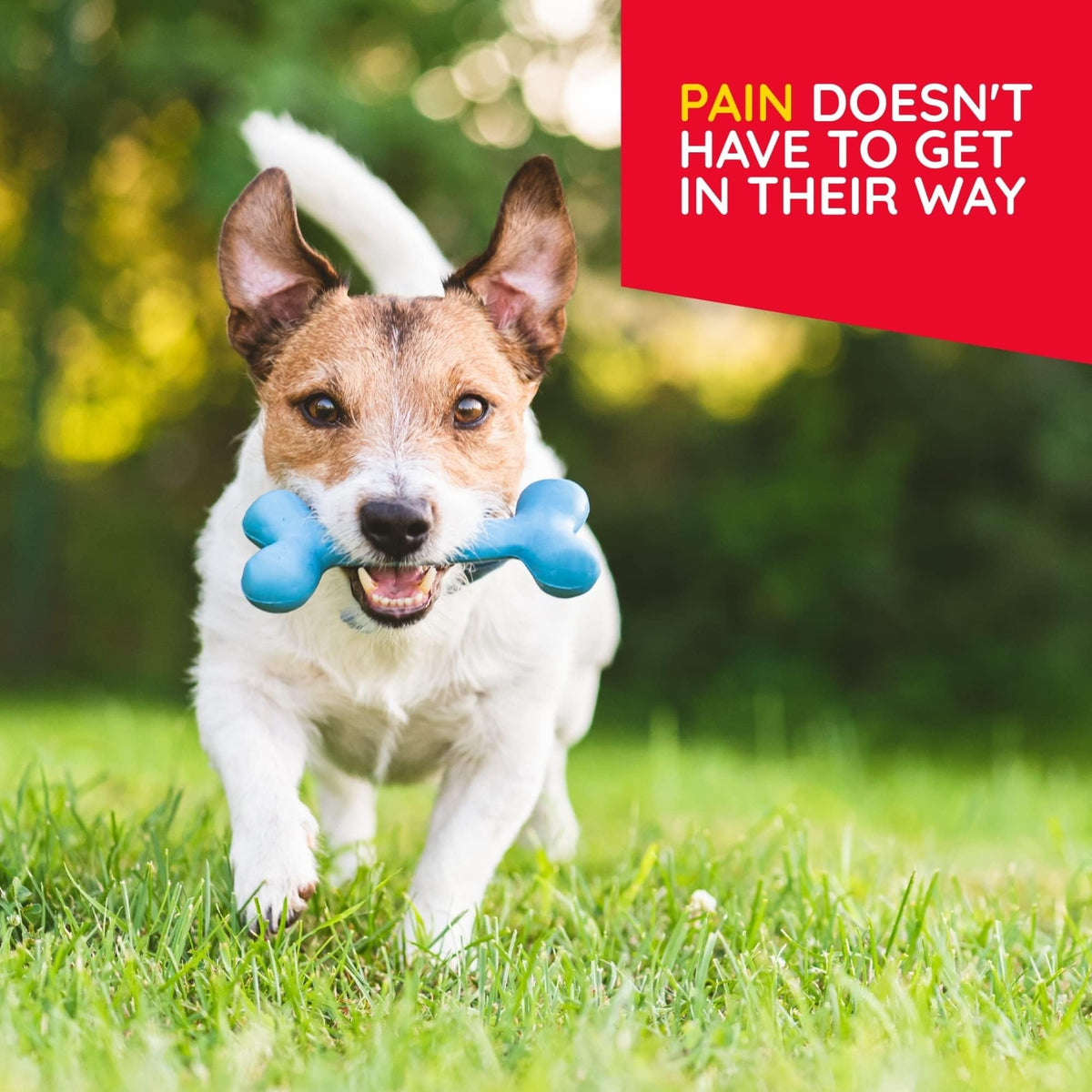 MediNatura Plant-Powered Pet Pain Relief Bundle T-Relief Pet Pain Tablets (90) + T-Relief Pet Arthritis (90) 12 Plant-Based Homeopathic Pain Relievers with Arnica - Support for Muscles, Joints + HIPS MediNaturaBuy Supplements Australia