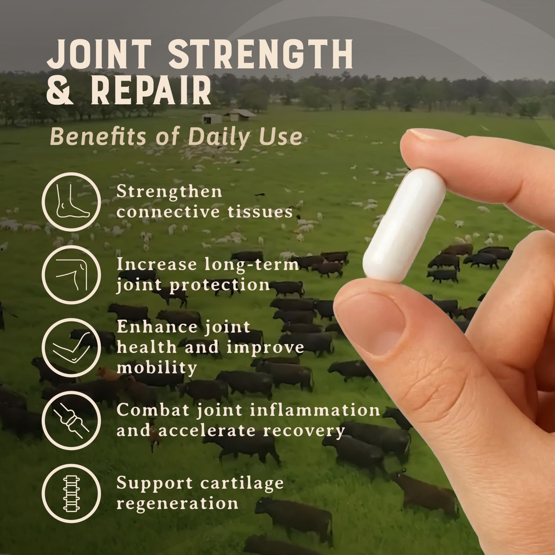 Heart & Soil 100% Grass Fed & Finished Joint Support Supplement from Regenerative Cattle with Trachea, Scapula & Bone Marrow – Supports Joint Strength & Mobility – 3000mg – Glass Bottle – 180 Capsules HEART & SOILBuy Supplements Australia