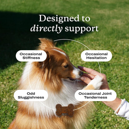 PetLab Co. – Mobility & Gut Health Bundle: Dog Probiotic for Gut Health, Healthy Yeast Production, & Seasonal Allergies 30 Count & Joint Supplement for Dogs Supporting Mobility & Occasional Stiffness