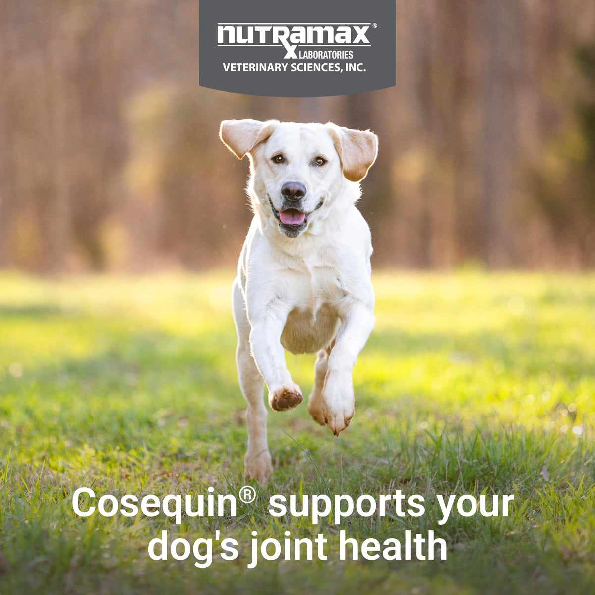 Nutramax Cosequin for Dogs Joint Health Supplement, Contains Glucosamine for Dogs, Chondroitin, MSM and Omega-3s, Supports Joint and Skin and Coat Health, Soft Chews, 60 Count Nutramax LaboratoriesBuy Supplements Australia