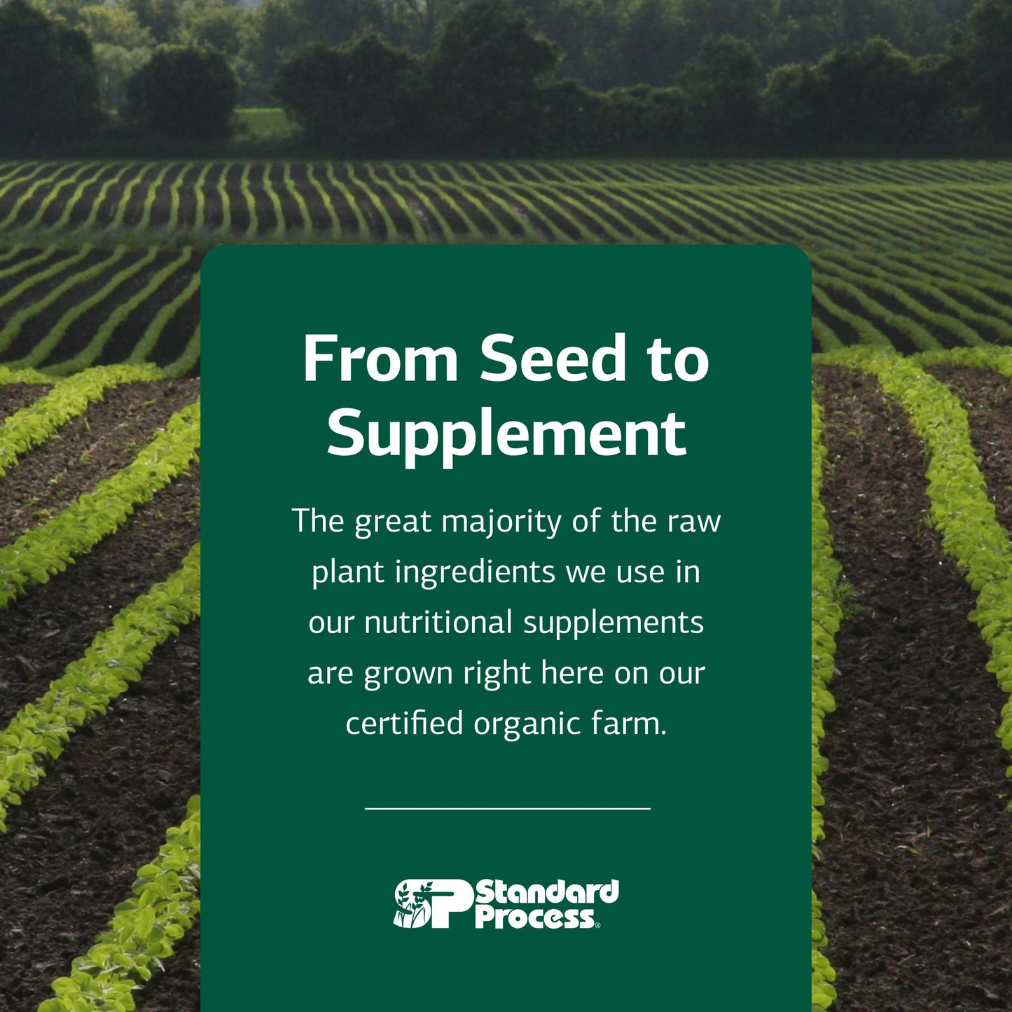 Standard Process Renafood - Supports Healthy Kidney Function & Antioxidant Activity - Contains Vitamins A - Non-Soy - 180 Tablets Standard Process Inc.Buy Supplements Australia