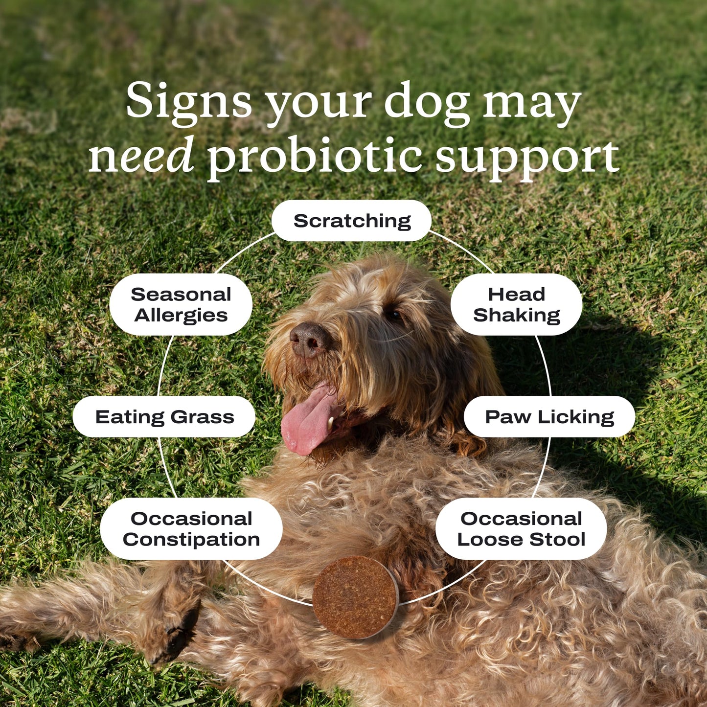 PetLab Co. Probiotic Chews for Dogs, 30 Soft Chews, Salmon | 8-strain probiotic blend with prebiotics to support digestive health, skin and seasonal allergy support