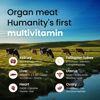 Beef Organ Supplement for Women – Grass Fed Liver, Uterus, Ovary, Heart, Kidney – 30+ Nutrients to Support Hormone Balance, Cycle Health, Energy, Immunity - PrimeBioHealth - canada supplements