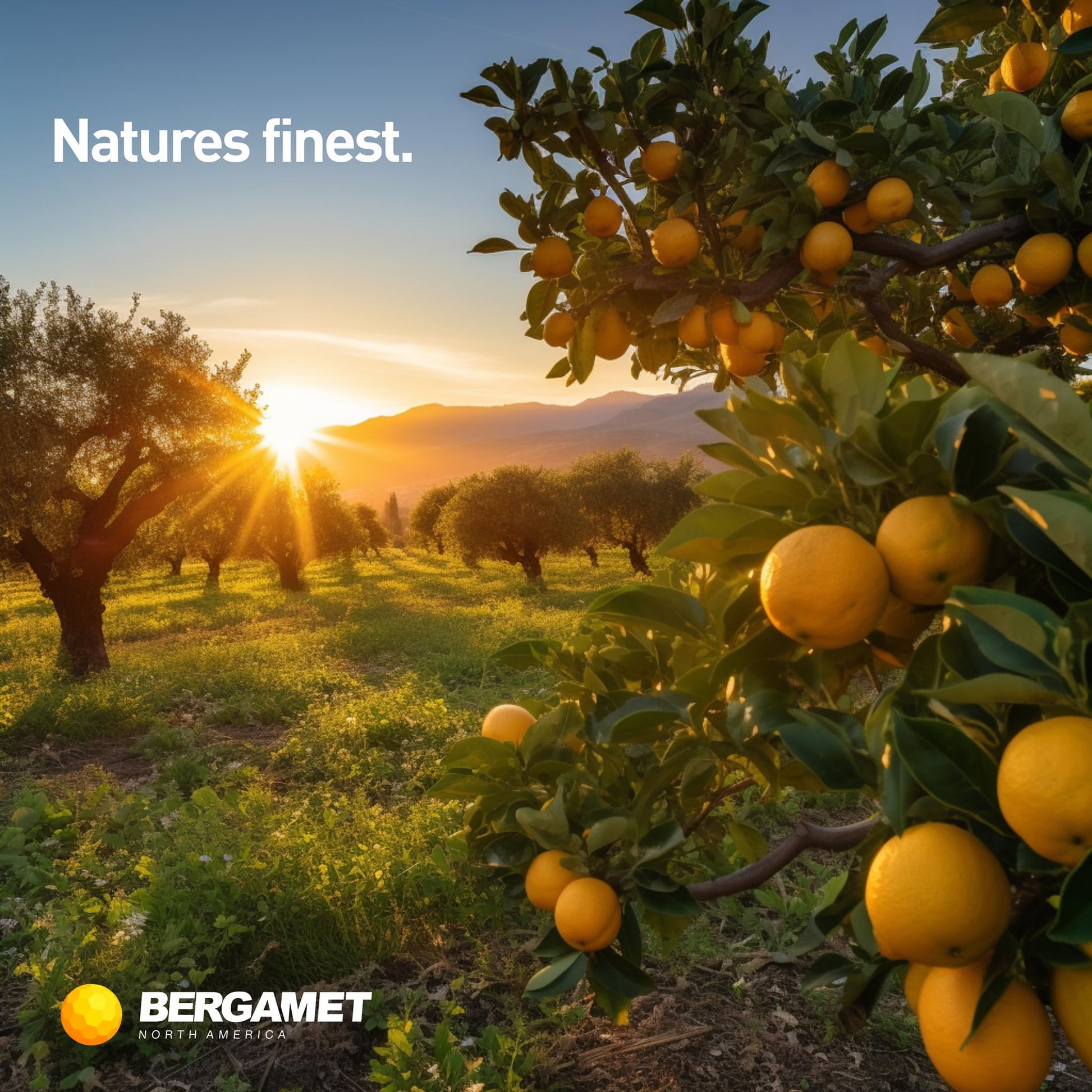 BergaMet Citrus Bergamot Supplement, 170:1 Extract, 1200mg per Serving, 80% Polyphenols, Italian Citrus Bergamot Supplement, - PrimeBioHealth - canada supplements