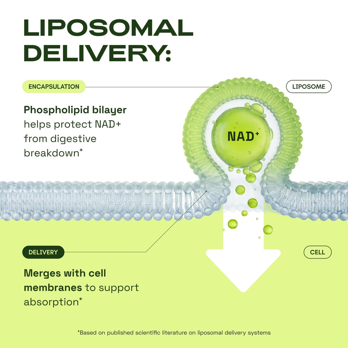 Cata-Kor Liposomal NAD+ Supplement with Resveratrol – Advanced NAD Resveratrol - PrimeBioHealth - canada supplements