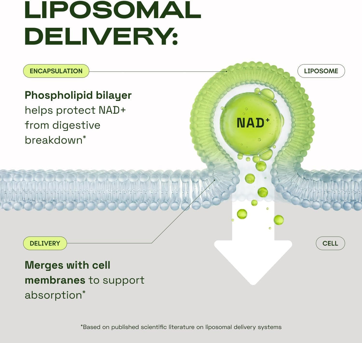 Cata-Kor NMN Supplement Alternative – Liposomal NAD+ Supplement - NAD CORE 30-Day Supply 60 Capsules - PrimeBioHealth - canada supplements