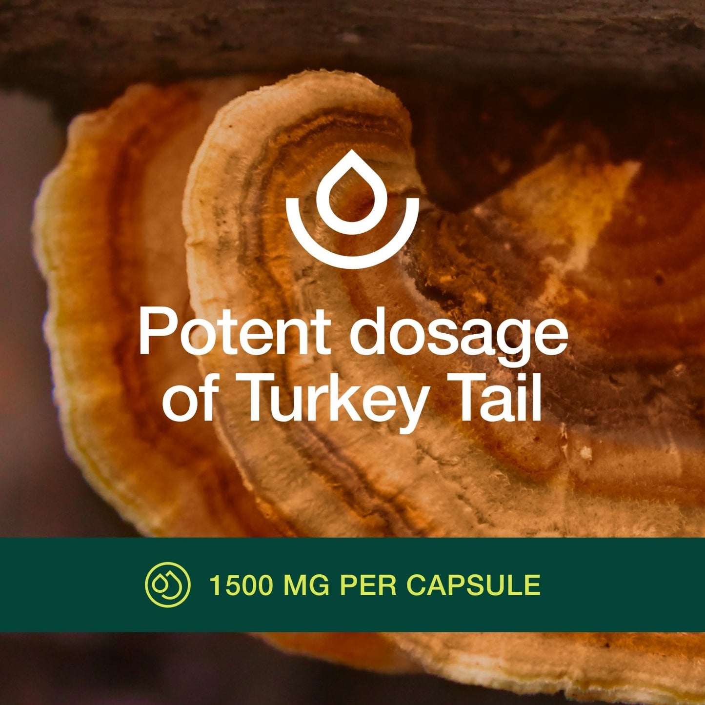 Fresh Nutrition Organic Turkey Tail Mushroom Extract Supplement - High in Beta Glucans – Non-GMO, Vegan Friendly, Gluten-Free - 90 Capsules - PrimeBioHealth - canada supplements