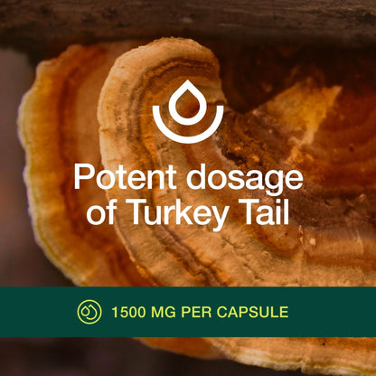 Fresh Nutrition Organic Turkey Tail Mushroom Extract Supplement - High in Beta Glucans – Non-GMO, Vegan Friendly, Gluten-Free - 90 Capsules - PrimeBioHealth - canada supplements