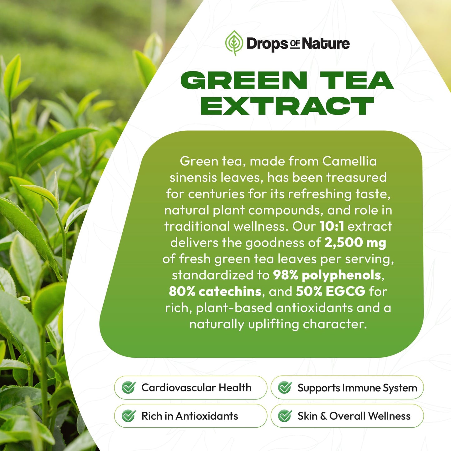 Green Tea 10:1 Extract 50% EGCG - Green Tea Liquid Drops - Vegan, 4X More Powerful Than Pills & Capsules - 2oz Antioxidant & Immune Supplement - PrimeBioHealth - canada supplements