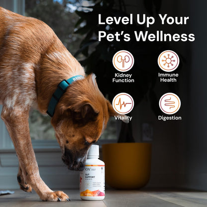 ION* Intelligence of Nature Gut Support For Pets - Liquid Probiotics Drops Alternative for Dogs & Cats, Digestive Health for Puppies, Skin & Hair Health - 16 fl oz (Pack of 1) - PrimeBioHealth - canada supplements