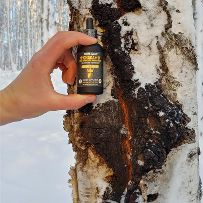 Life Cykel - Chaga Mushroom Extract with Kakadu Plum - Double Extracted Mushroom Tincture - Non-GMO Immune Support Supplement for Adults and Kids - 1 Fl Oz - PrimeBioHealth - canada supplements