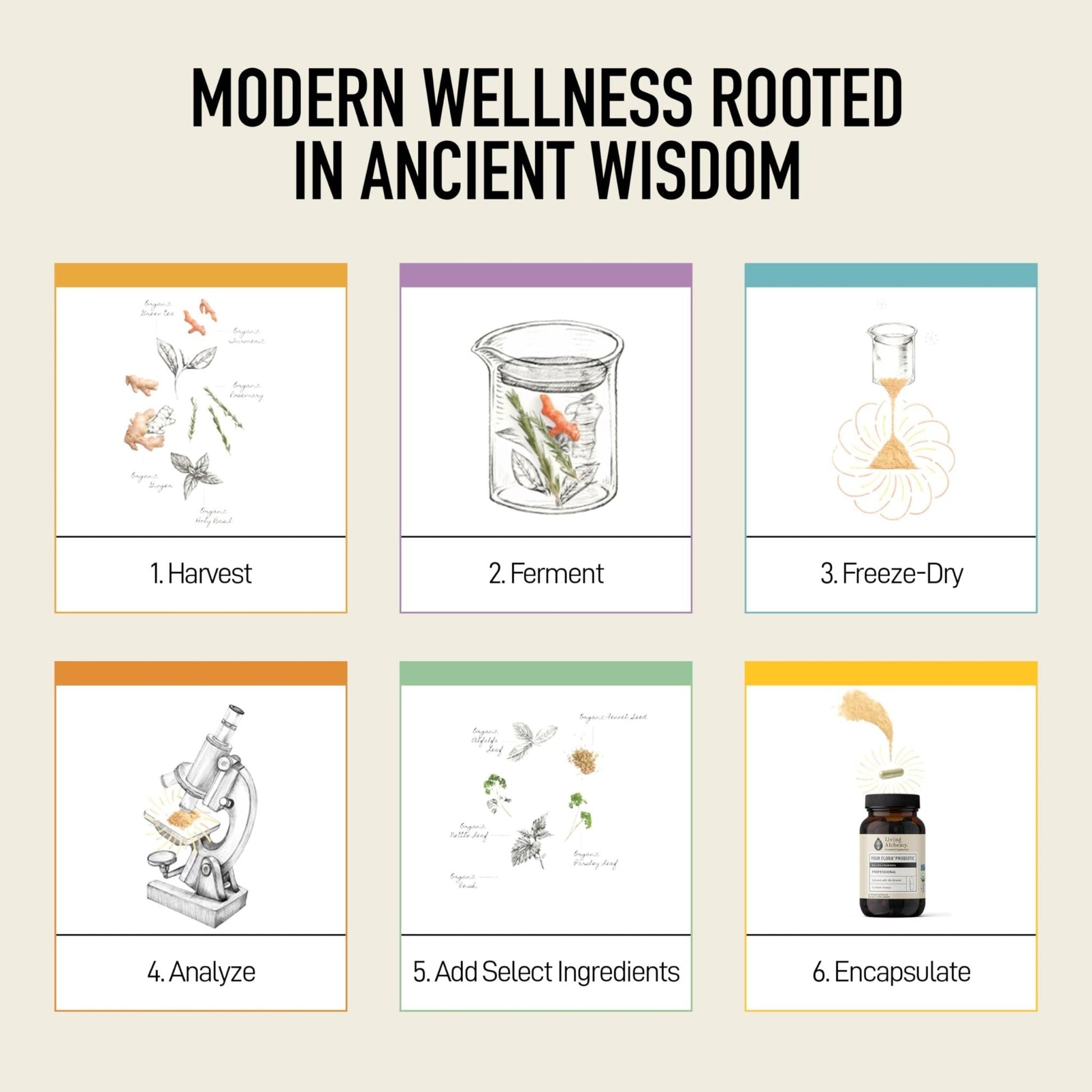 Living Alchemy Gut Health Supplements for Men & Women - Your Flora Probiotic Professional Digestion Supplement with Fermented Soybean, Prebiotics, - PrimeBioHealth - canada supplements