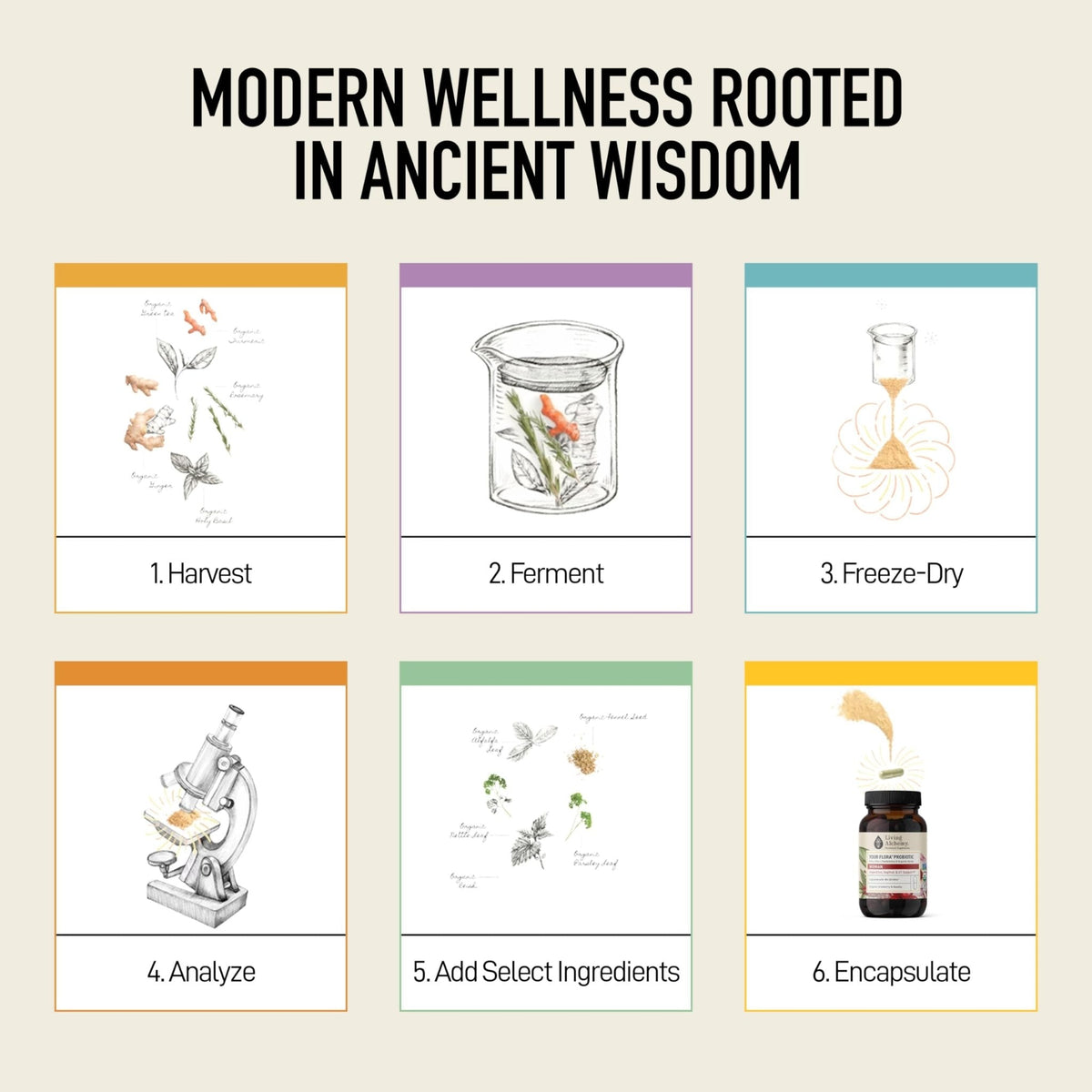 Living Alchemy Gut Health Supplements for Women - Your Flora Probiotics Women with Fermented Soybean, Cranberry Juice, Roselle, Prebiotics, Digestive Enzyme, & Probiotics - Vegan, Non-GMO, 60 Pcs - PrimeBioHealth - canada supplements