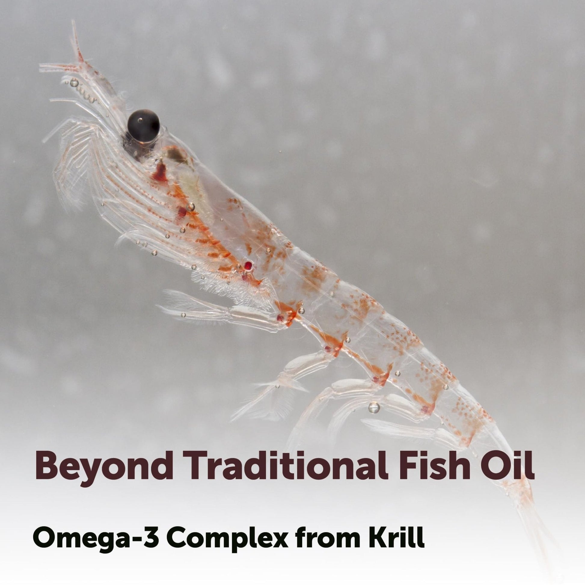 Micro Ingredients Antarctic Krill Oil Supplement 2,000mg Per Serving, 240 Softgels | Omega-3 EPA & DHA with Phospholipids & Natural Astaxanthin | No Fishy Aftertaste | Non-GMO, Gluten Free - PrimeBioHealth - canada supplements