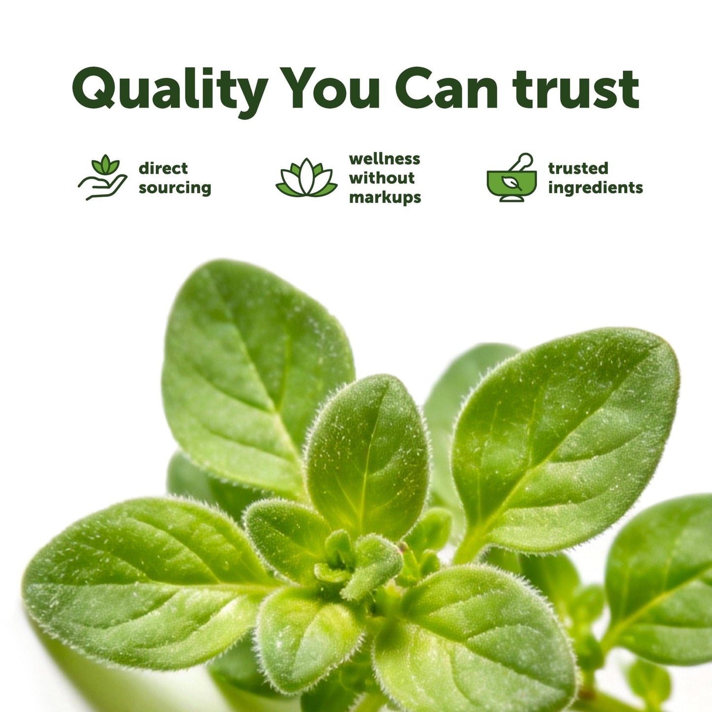 Micro Ingredients Oil of Oregano Softgels, 300 Count | 2 in 1 Formulated with Black Seed Oil | 4X Strength Carvacrol & Thymoquinone | Plant Based, Non-GMO - PrimeBioHealth - canada supplements