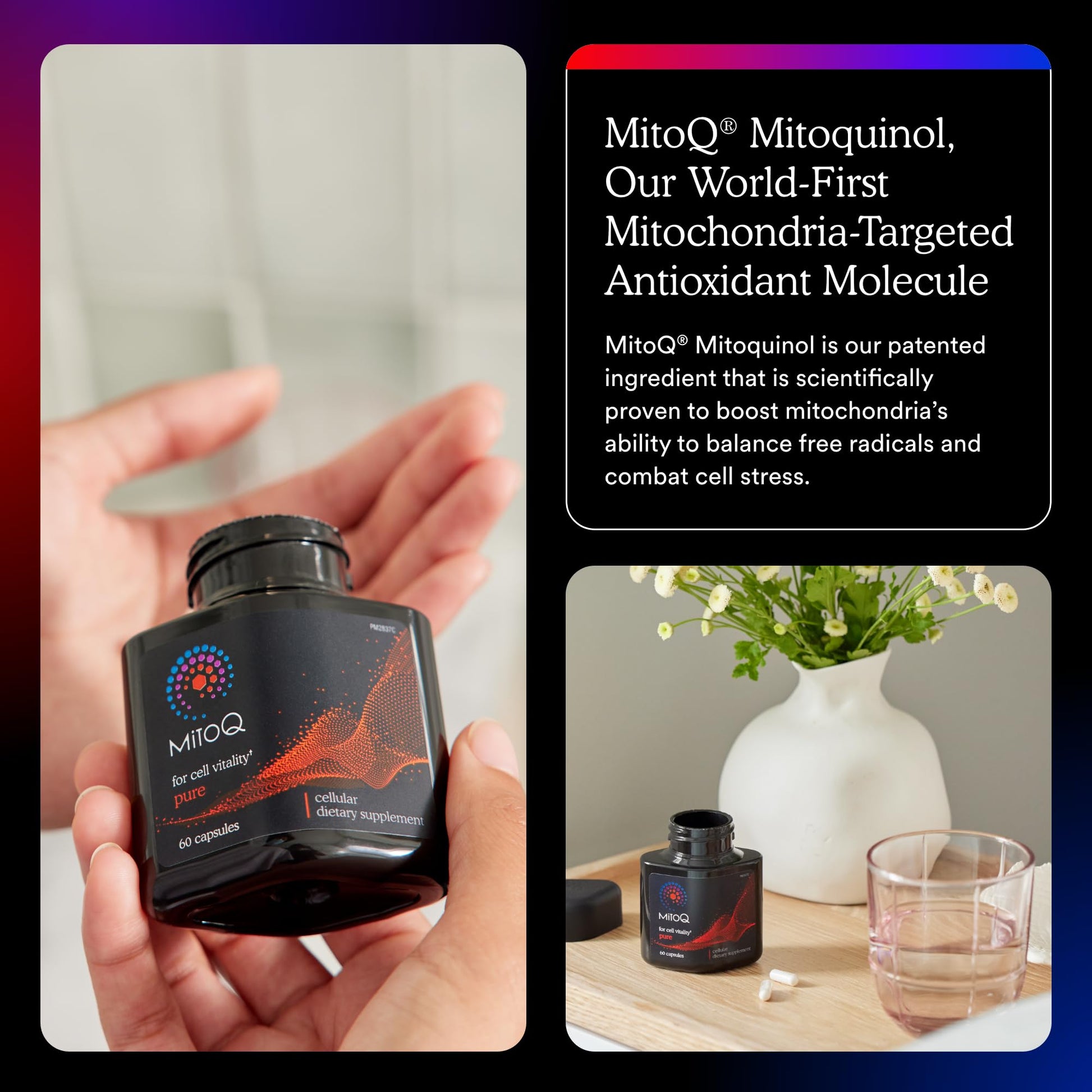 MitoQ Pure Advanced Mitochondria Supplement - Superior Bioavailability to CoQ10 - Patented Vitality Supplement for Sustained Energy, Heart Health, Metabolic Support, and Healthy Aging (60 Capsules) - PrimeBioHealth - canada supplements
