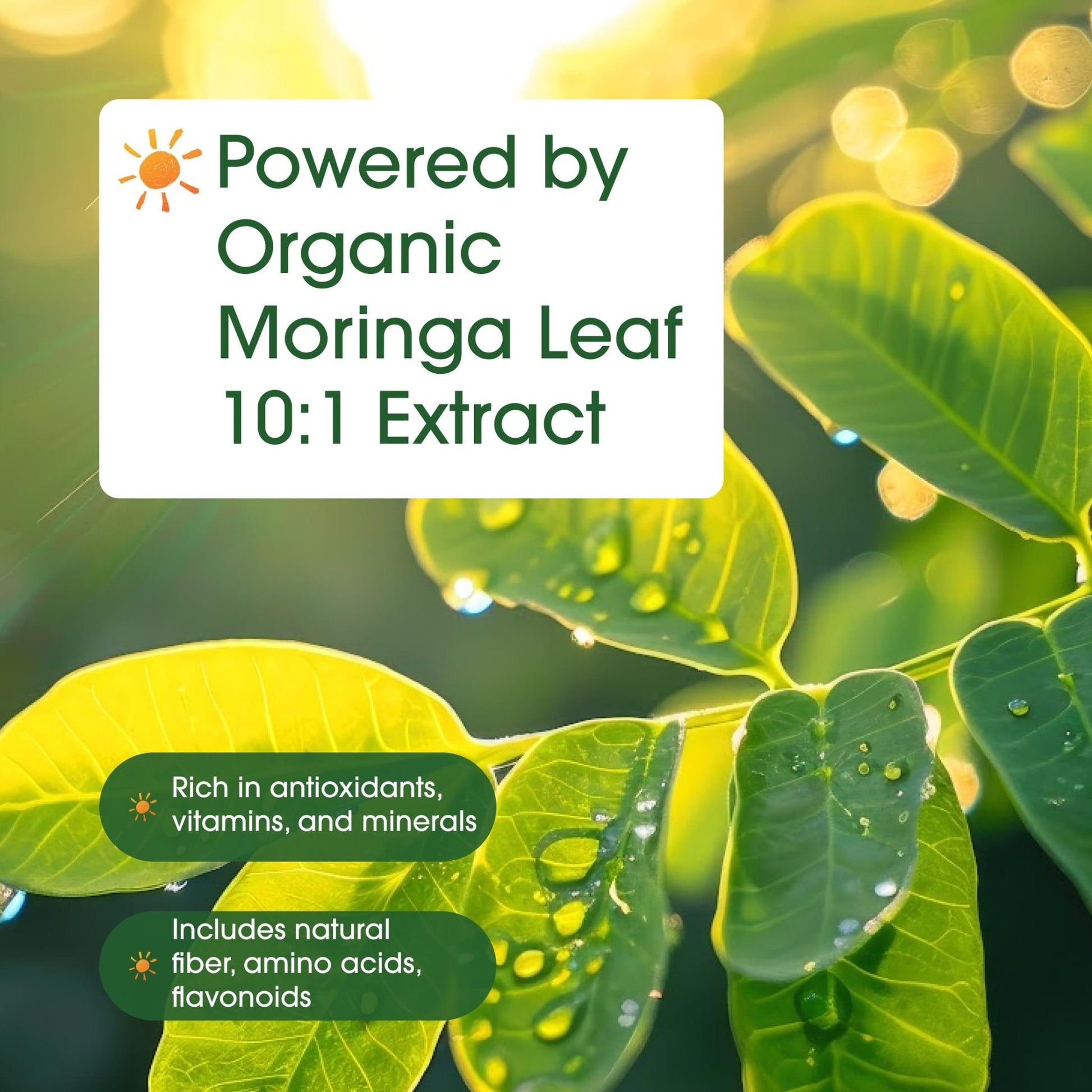 NatureBell Moringa - 240 Capsules - Organic Moringa for Immune, Energy & Skin Health Support - Green Superfood Properties - PrimeBioHealth - canada supplements