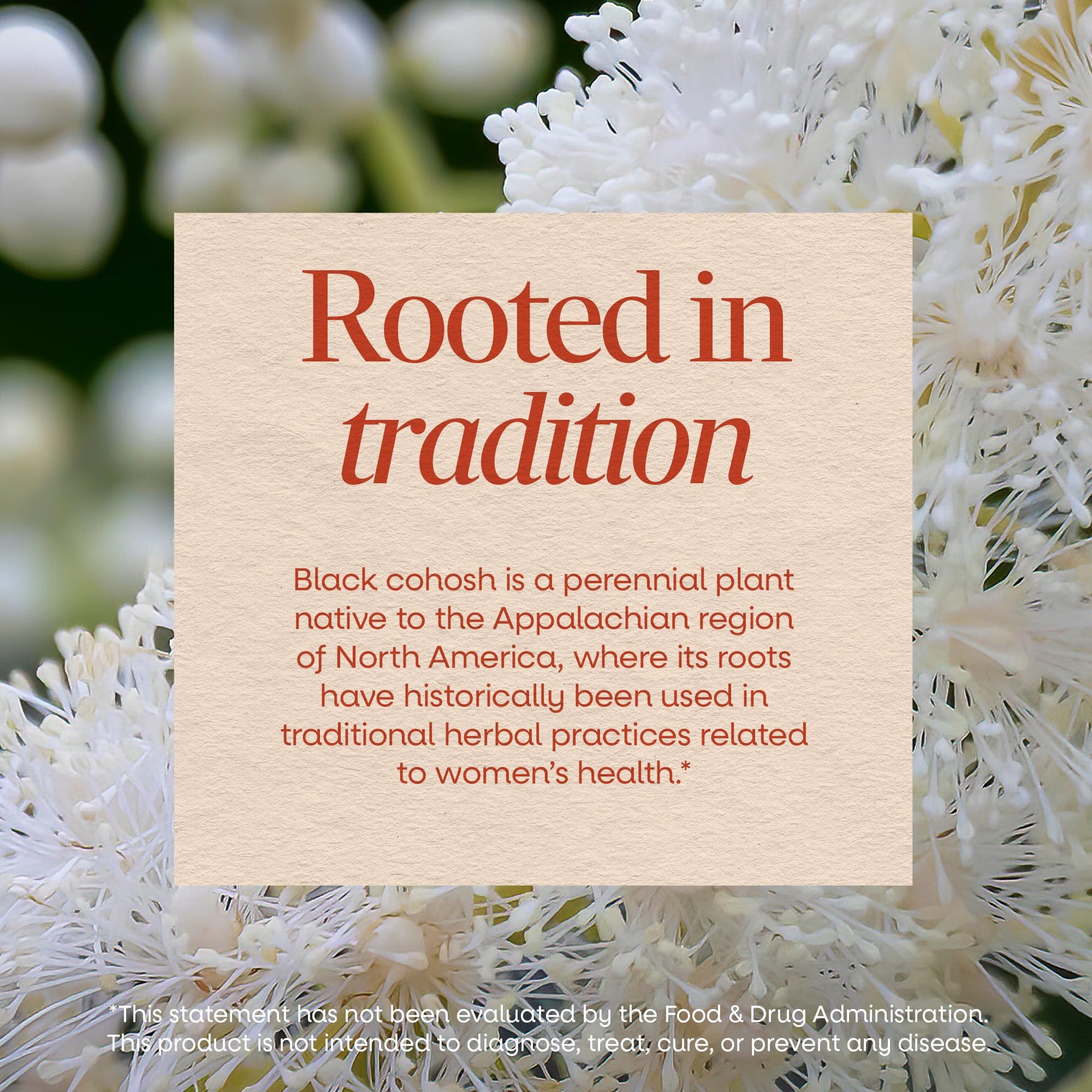 Nature’s Way Herbs Black Cohosh Root Capsules, Traditional Women’s Herbal Supplement*, Cimicifuga Racemosa Root, - PrimeBioHealth - canada supplements