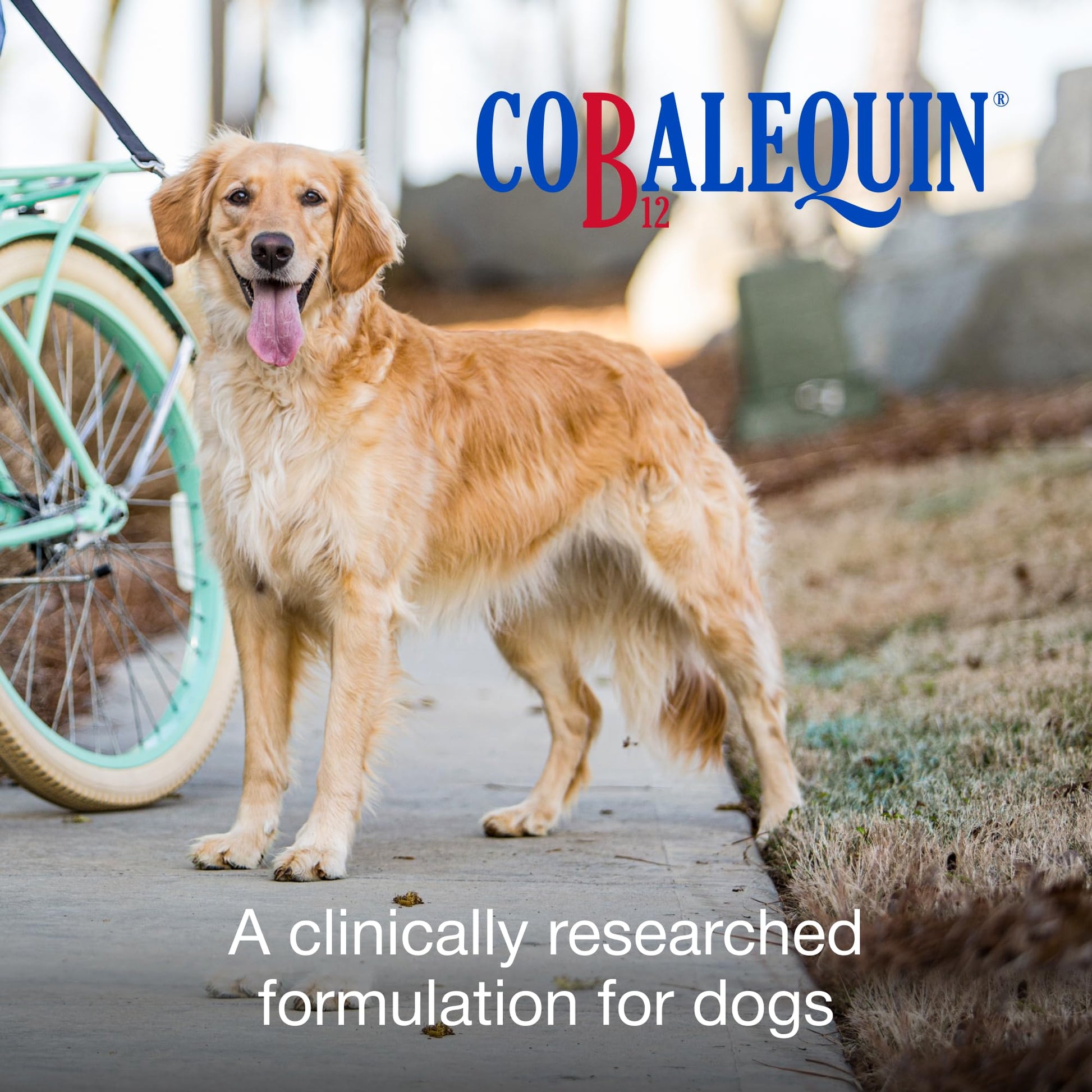 Nutramax Cobalequin B12 for Dogs, Oral Cobalamin Supplement with Folate, Vitamin B12 for Dogs Over 22 lbs., Supports GI Health, Chewable Tablets, 45 Count - PrimeBioHealth - canada supplements