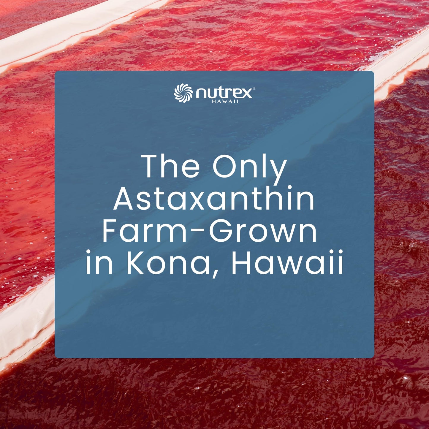 Nutrex Hawaii BioAstin Hawaiian Astaxanthin - 12mg, 90 Softgels - Farm-Direct Premium Antioxidant Supplement to Support Eye, Skin - PrimeBioHealth - canada supplements