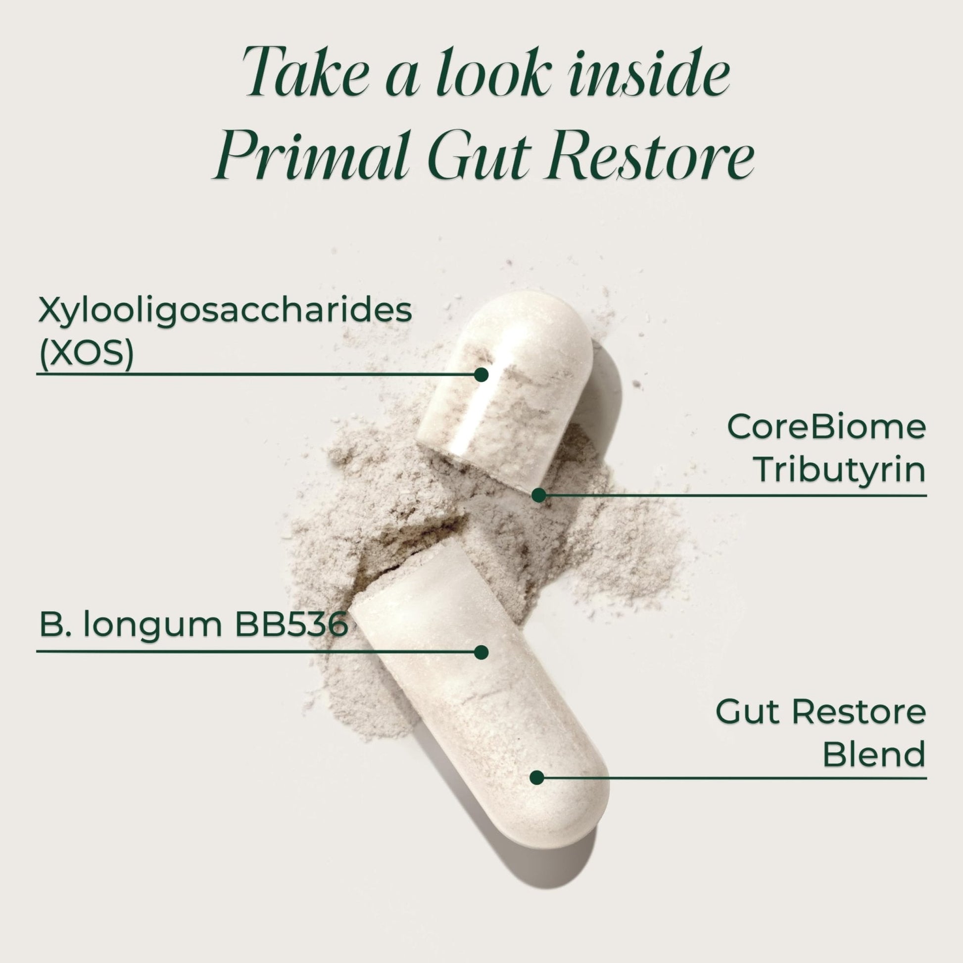 Primal Harvest Restore for Gut Health, Primal Gut Restore w/POSTbiotics, PREbiotics and PRObiotics for Women and Men, 60 CT - Digestion, Colon Cleanse, - PrimeBioHealth - canada supplements