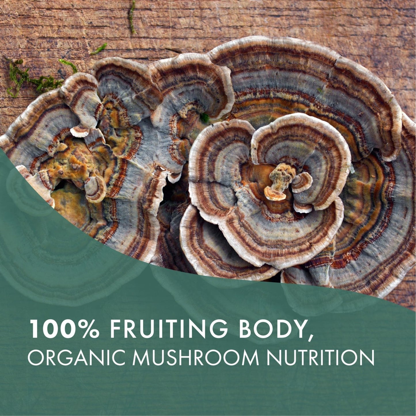 PURE ESSENCE LABS Organic Turkey Tail 4X Mushroom Extract, Vegan Mushrooms Supplement for Immune Building, 30 Capsules - PrimeBioHealth - canada supplements