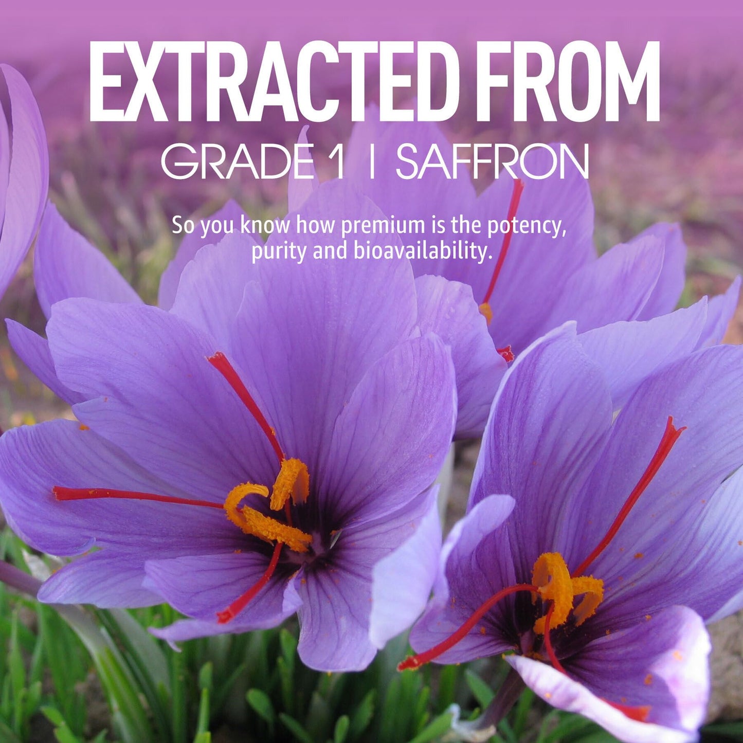 Saffron Supplements Gummies 100mg - 100% Pure Saffron Extract with Magnesium Glycinate, L-Theanine, Turmeric, Ashwagandha, Honey & Vitamin B Complex for Mood & Power, Antioxidant, Vitality - 60 Count - PrimeBioHealth - canada supplements