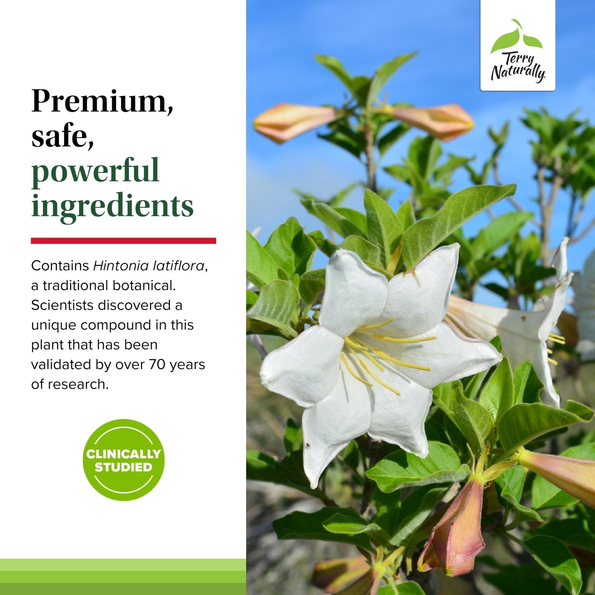 Terry Naturally Sucontral D - B-Complex & Folate Supplement - Carbohydrate Metabolism Support - Vitamin & Mineral Supplement with Zinc & Chromium - PrimeBioHealth - canada supplements