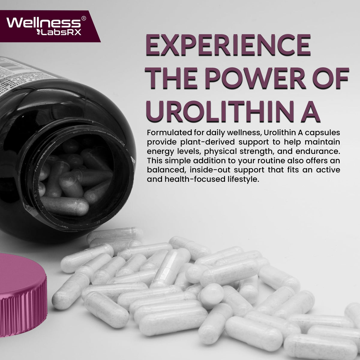 Urolithin A Supplement Capsules 1,000mg (98.9% Pure) – Advanced Urolithin A+ Formula for Cellular Renewal & Mitochondrial Support - PrimeBioHealth - canada supplements