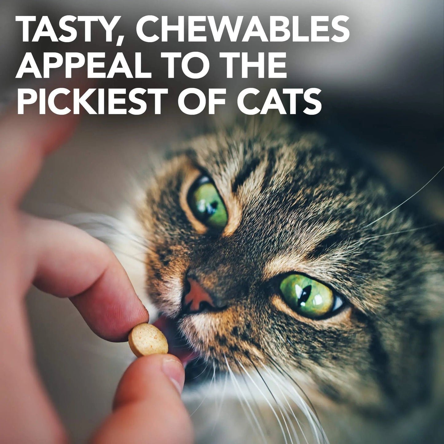 Vet's Best Cat Urinary Supplement, Urinary Tract Support Chewable for Cats, Supports A Healthy Urinary Tract in Cats, 60 Chewable Tablets - PrimeBioHealth - canada supplements