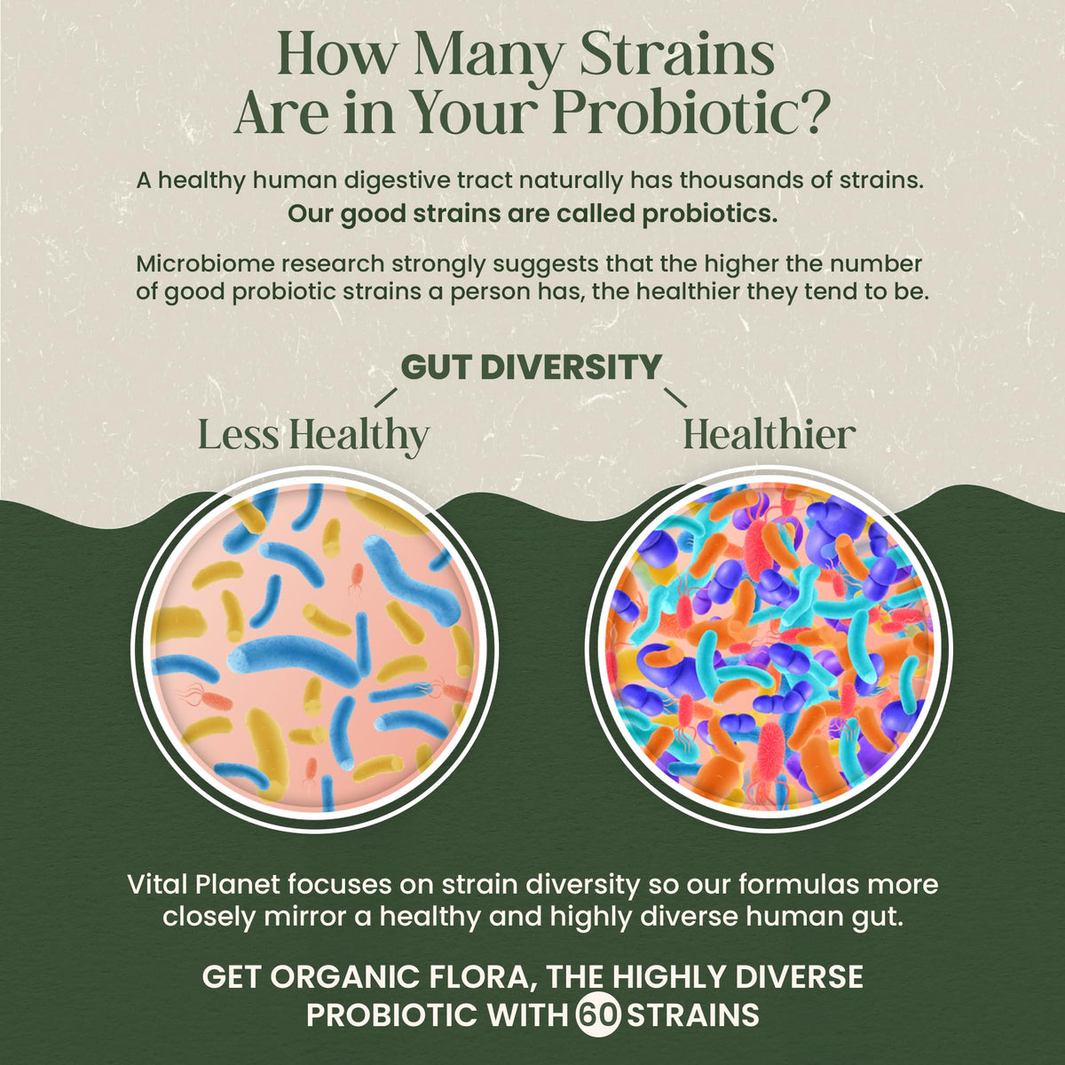 Vital Planet - Organic Flora Probiotics for Gut Health Balance, Shelf Stable Probiotic 30 Billion CFU, 60 Diverse Strains, Prebiotic Organic Mushroom Blend - PrimeBioHealth - canada supplements
